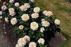 Isn't She Lovely rose photo