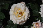 Isn't She Lovely rose photo