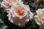 Isn't She Lovely rose photo