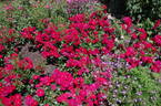 George Best rose photo