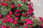 George Best rose photo