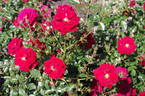 George Best rose photo