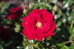 George Best rose photo