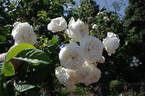 Long John Silver rose photo