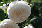 Long John Silver rose photo