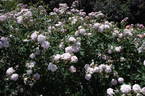 AUStough rose photo