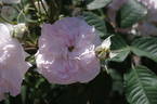 AUStough rose photo