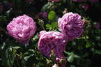 AUSren rose photo