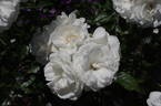 Snow Princess rose photo