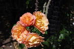 HARblend rose photo