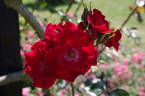 Parkdirektor Riggers ® rose photo