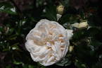 Summer Memories rose photo