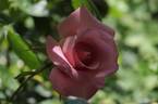 High Hopes rose photo