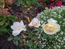 Irene Churruca rose photo