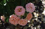 Absent Friends rose photo