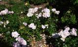 City of London ® rose photo