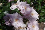 City of London ® rose photo