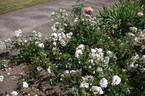 Blenheim rose photo