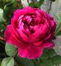 Accademia rose photo