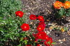 Brooklands rose photo