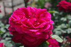 Proper Job rose photo