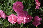 KORfeining rose photo