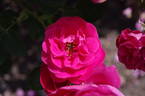 George Vancouver rose photo