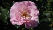 AUScam rose photo