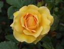 Benita ® rose photo