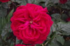 Proper Job rose photo