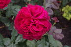 Proper Job rose photo