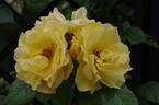Lancelot rose photo