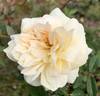 Le Pactole rose photo