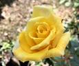 Golden Scepter rose photo