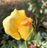 Golden Scepter rose photo