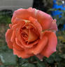 Woburn Abbey rose photo