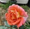 Woburn Abbey rose photo