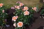 Atlantic Star rose photo