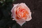 Atlantic Star rose photo