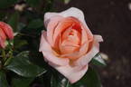 Atlantic Star rose photo