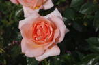 Atlantic Star rose photo