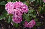 Ellen Poulsen rose photo