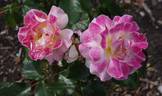HORflash rose photo