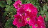 Kirsten Poulsen rose photo