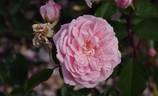 Alister Clark rose photo