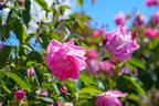 Bengale Camellia rose photo