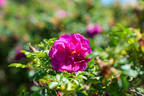 Roseraie de l'Haÿ rose photo