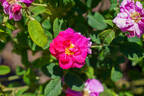 Rose du Roi à Fleurs Pourpres rose photo