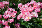 Else Poulsen rose photo