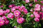 Ellen Poulsen rose photo